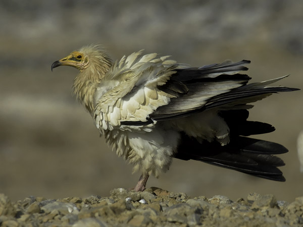 Pikkukorppikotka, Egyptian Vulture, Neophron percnopterus